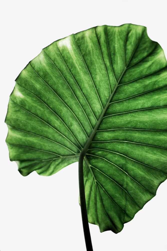 Leaves 11 by Mareike Böhmer — canvas wall art