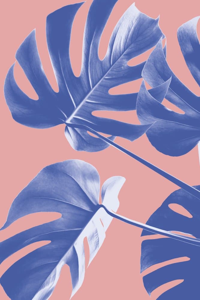 Tropical Blue Monstera by Old Artists Studio III — canvas wall art