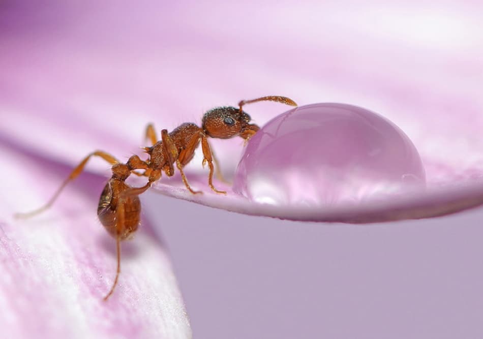 Ant's Gentle Sip by Istvan Lichner — canvas wall art