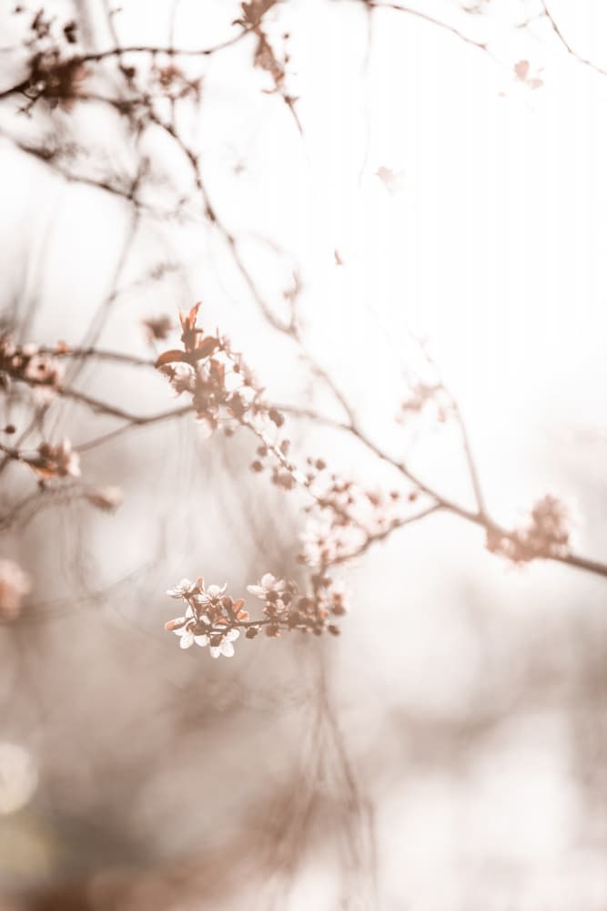 Last Spring 3 by Mareike Böhmer — canvas wall art