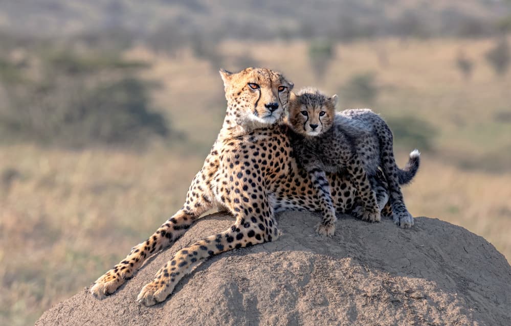 Mother Cheetah and Cub by Jie Fischer — canvas wall art