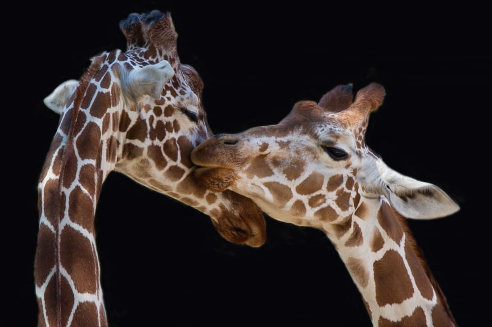 Gentle Giraffe Love by Manfred Foeger — canvas wall art
