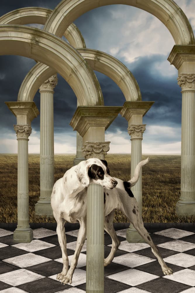 Dalmatian Under Arches by Marja van den Hurk — canvas wall art