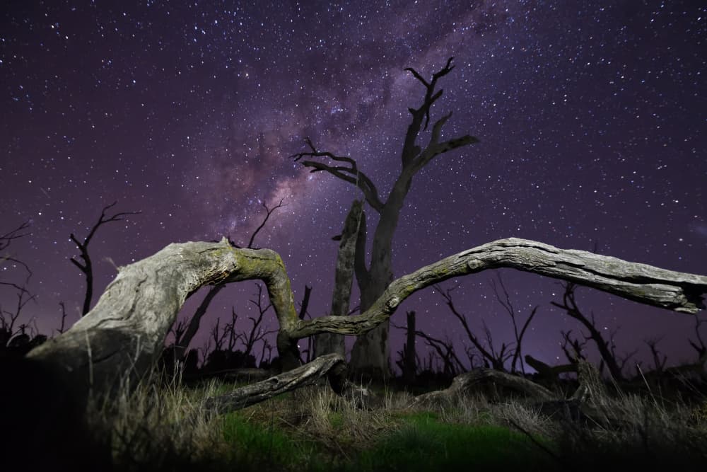 Milky Way Over Dead Trees by Zhaonian Zhou — canvas wall art
