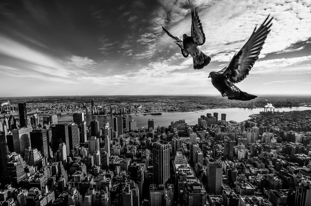 Pigeons Soaring Cityscape by SergioSousa — canvas wall art