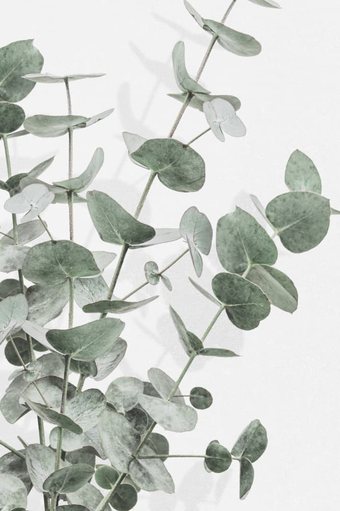 Muted Green Eucalyptus by Old Artists Studio III — canvas wall art
