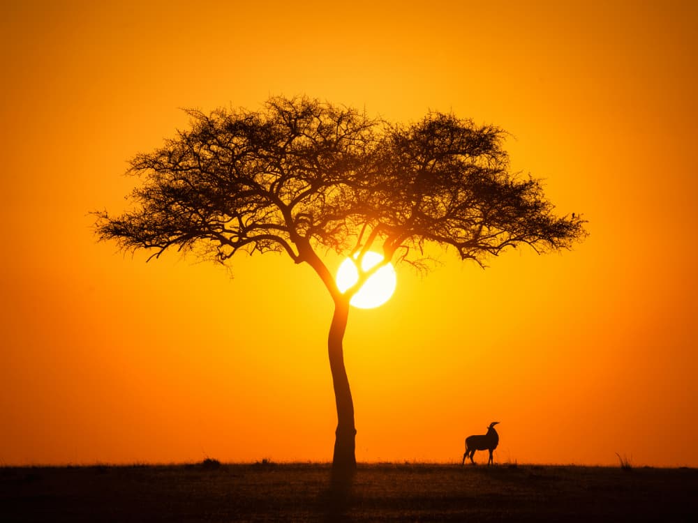 African Sunset Silhouette by Zewen Huang — canvas wall art