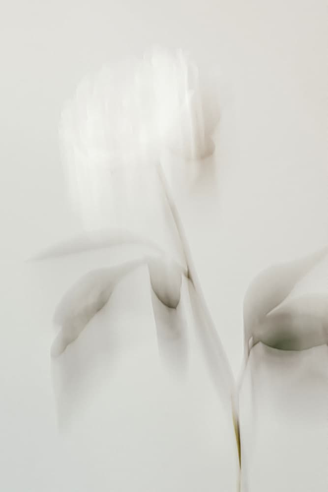 Ethereal White Peony by Old Artists Studio III — canvas wall art