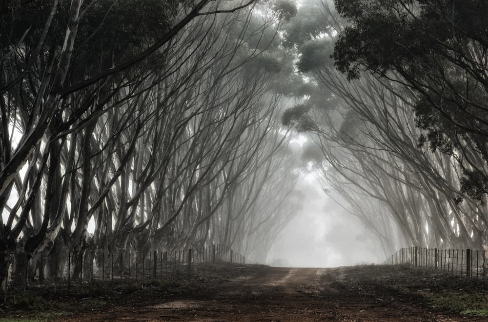 Misty Forest Path by Paul Andrews — canvas wall art