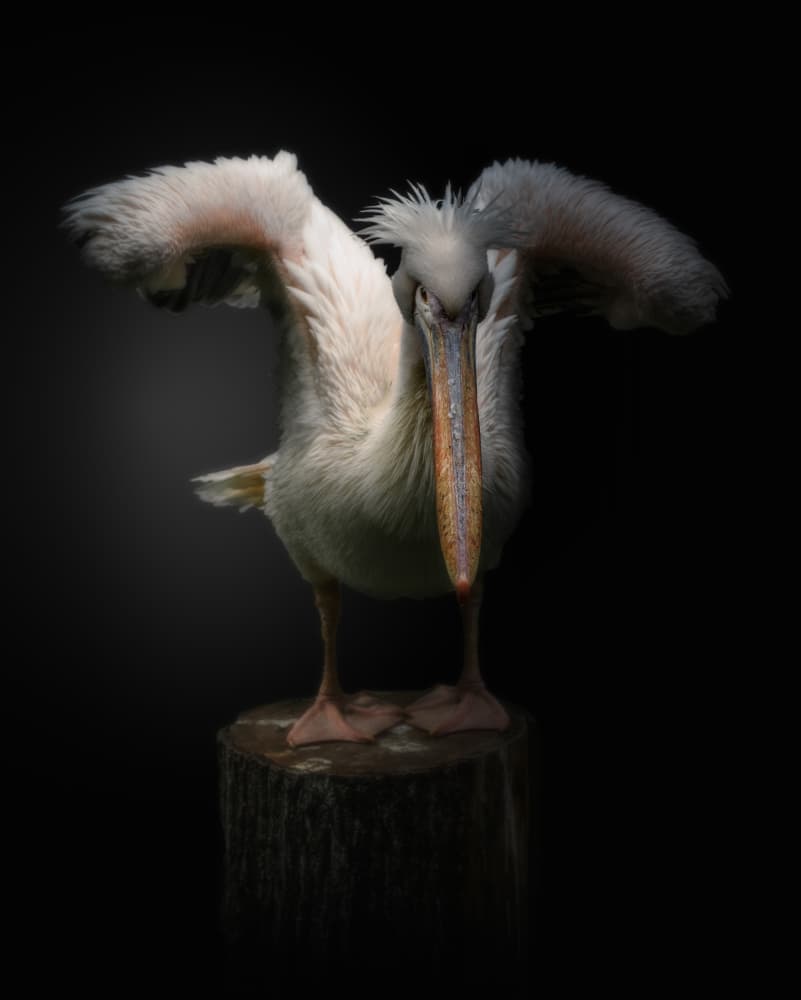 Intense Pelican Gaze by Jörg  Vollrath — canvas wall art