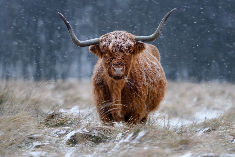 Snowy Highland Cow by Richard Guijt — canvas wall art