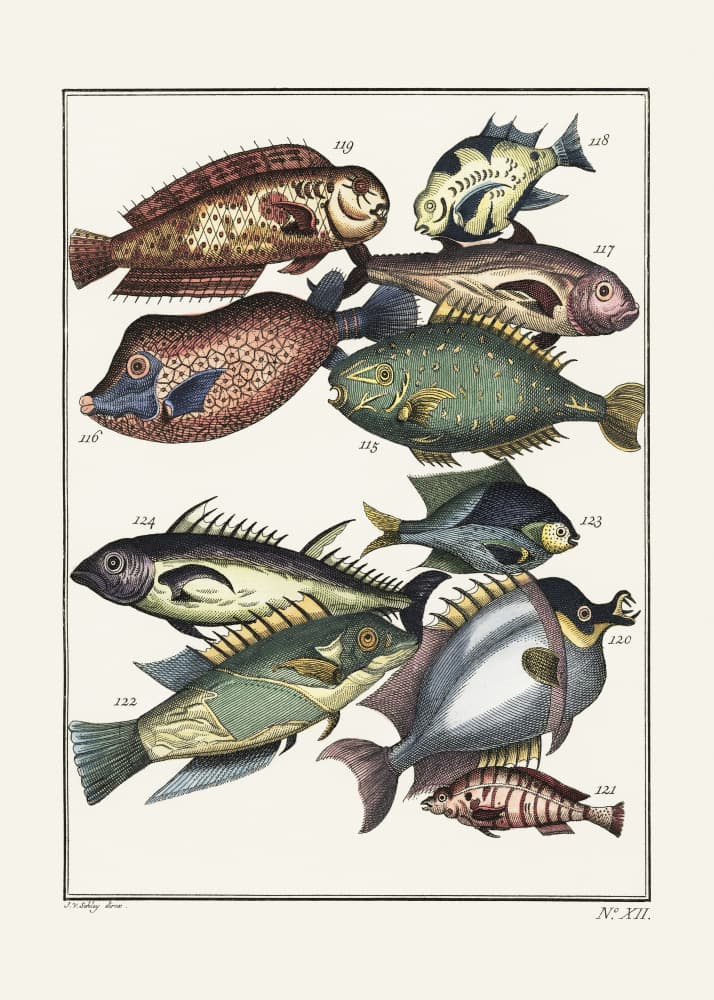 Exotic Fish (1767) By J V Schley by Old Artists — canvas wall art