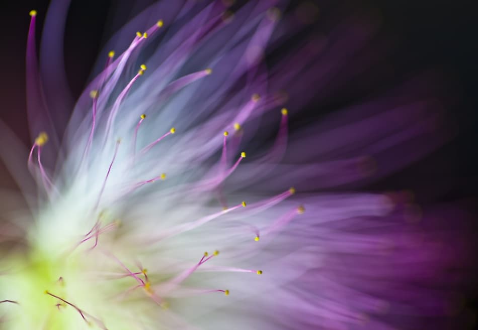 Soft Purple Bloom by Art Lionse — canvas wall art