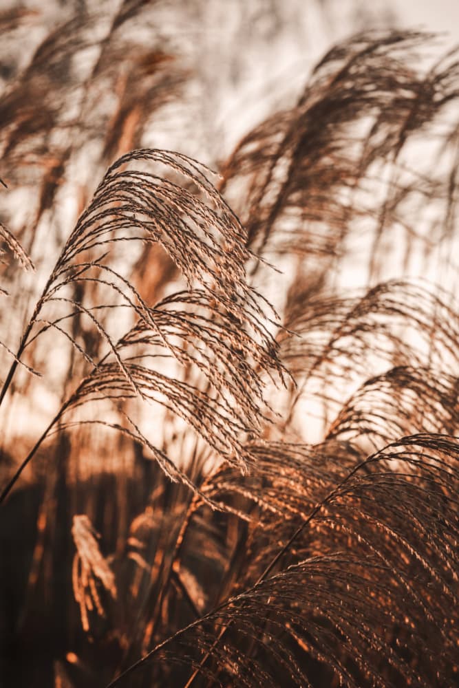 Swaying Pampas Grass by Mayra Pama — canvas wall art