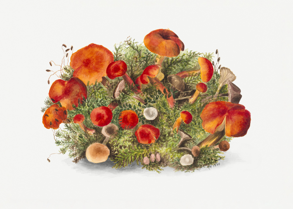 Study of Mushrooms (1880) Horizontal by Mary Vaux Walcott — canvas wall art