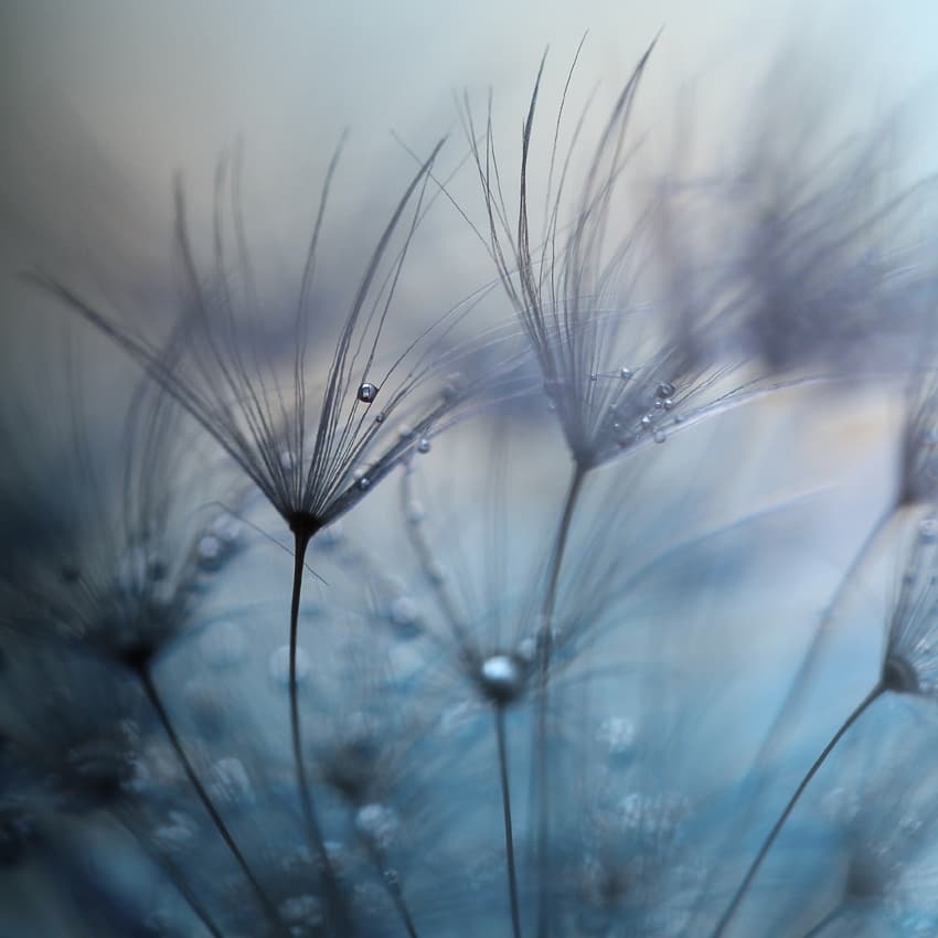 Dandelion Dew Drops by Mathieu Irthum — canvas wall art