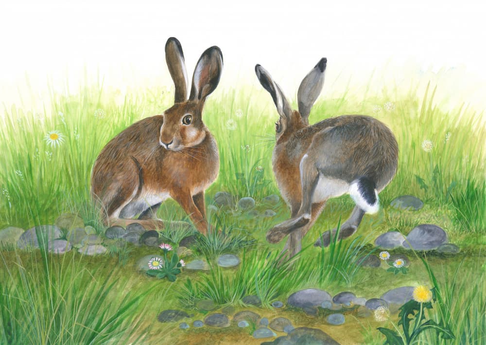 Hare Games by Isabelle Brent — canvas wall art