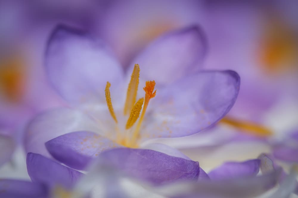 Soft Purple Crocus Bloom by Piet Haaksma — canvas wall art