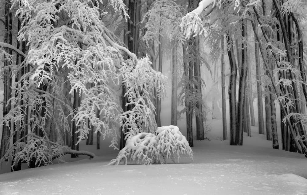 Quiet Snowy Forest by Aleš Klabus — canvas wall art