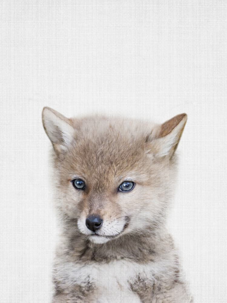 Curious Coyote Pup by Lila &amp; Lola — canvas wall art