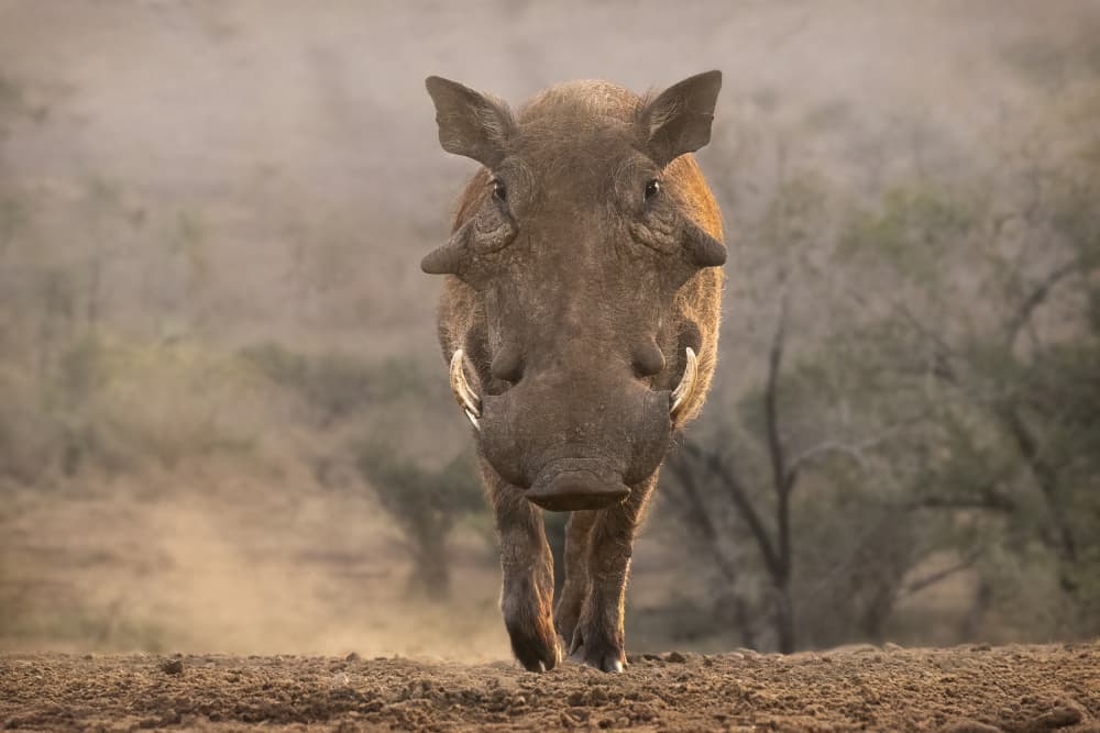 Warthog On The Move by Renee Doyle — canvas wall art