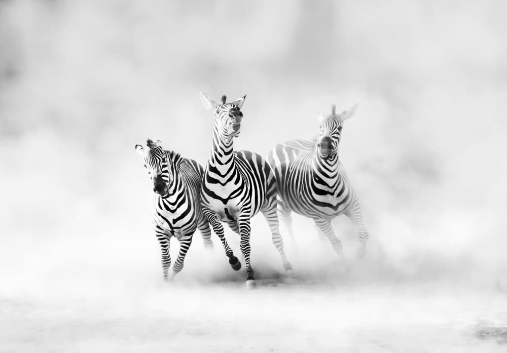 Running Zebras In Dust by Juan Luis Duran — canvas wall art