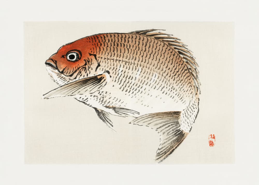 Tai (red Seabream) Fish by Kono Bairei — canvas wall art