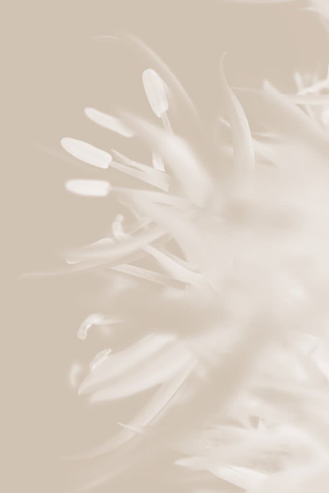 Soft Petal Bloom by Old Artists Studio III — canvas wall art