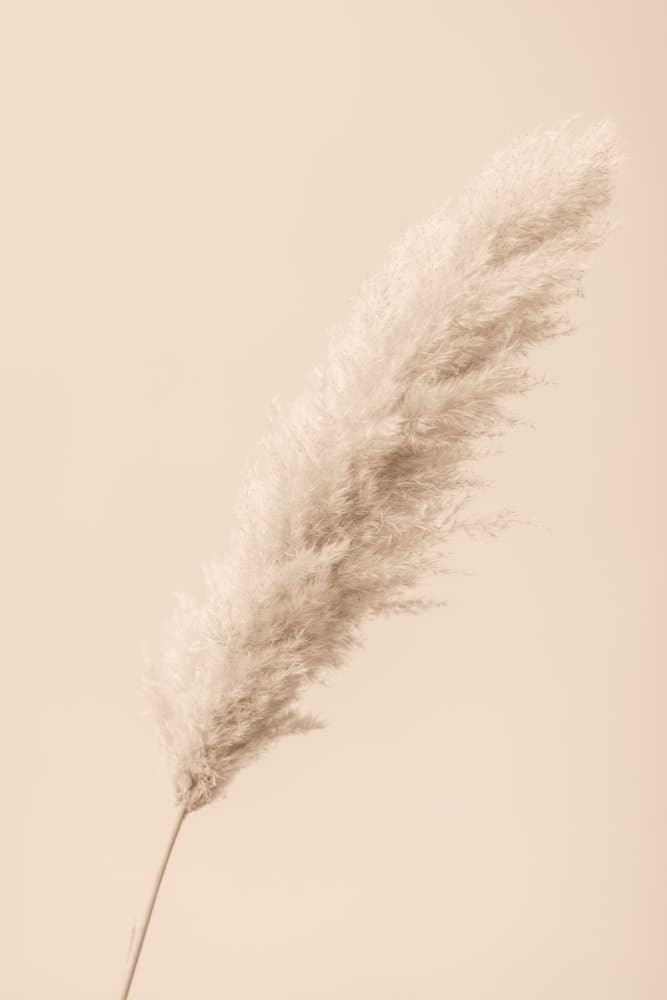 Fluffy Pampas Plume by Old Artists Studio III — canvas wall art