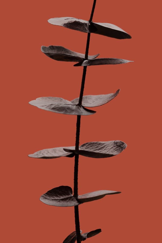 Terracotta Botanical Leaves by Old Artists Studio III — canvas wall art