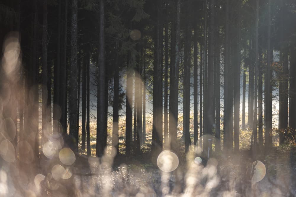 Forest Glow 1 by Mareike Böhmer — canvas wall art