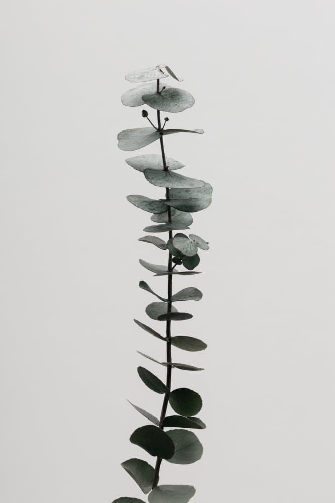 Green Eucalyptus Stem by Old Artists Studio III — canvas wall art