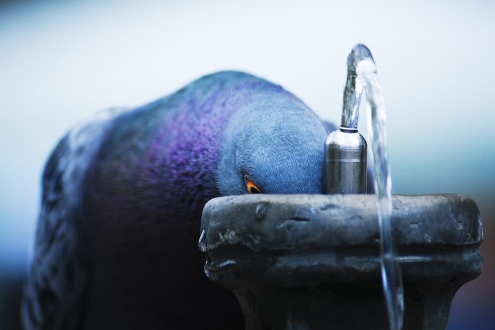 Pigeon At The Fountain by Danna Sladjana — canvas wall art