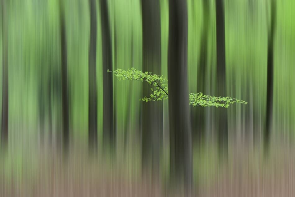 Spring Forest Abstraction by Huib Limberg — canvas wall art