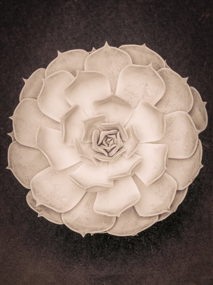 Elegant Succulent Rosette by Old Artists Studio III — canvas wall art