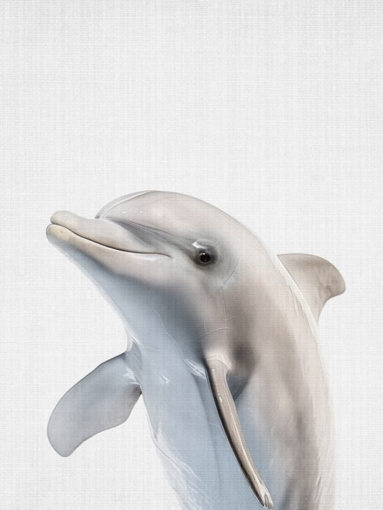 Friendly Dolphin Portrait by Lila &amp; Lola — canvas wall art