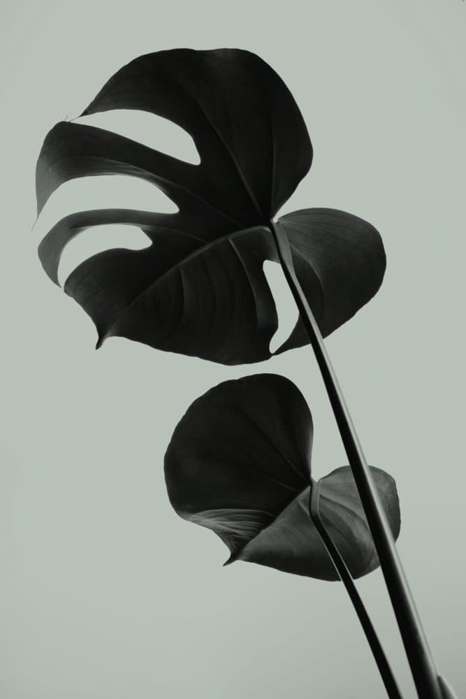 Elegant Monstera Leaves by Old Artists Studio III — canvas wall art