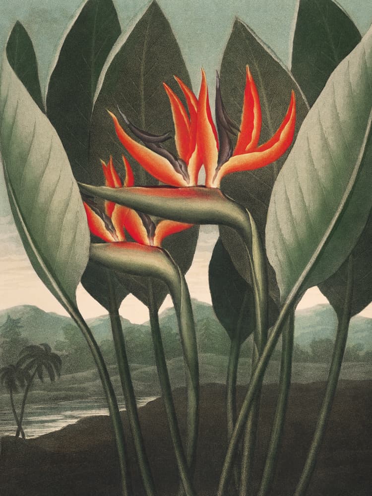 The Queen–Plant from The Temple of Flora (1807) by Robert John Thornton — canvas wall art