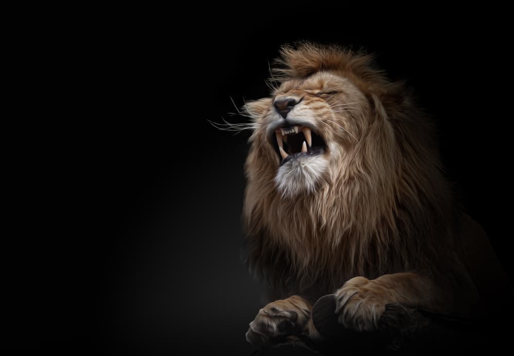 Fierce Lion Roar by Jörg  Vollrath — canvas wall art