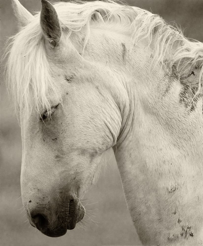 Peaceful White Horse by Allan Wallberg — canvas wall art