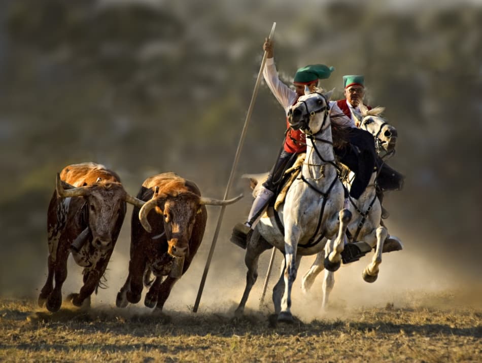 Traditional Cattle Chase by Jovelino — canvas wall art