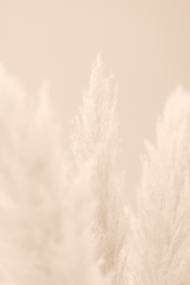 Soft Pampas Plumes by Old Artists Studio III — canvas wall art