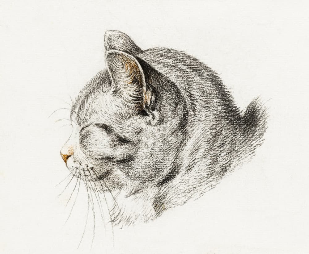 Sketch of a Cat (1813) by Jean Bernard — canvas wall art