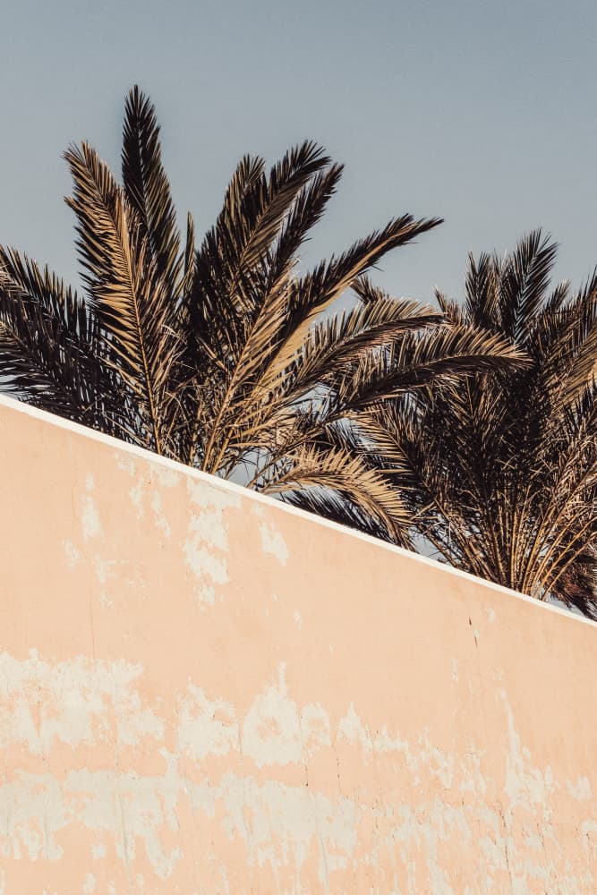 Golden Palms Peach Wall by Old Artists Studio III — canvas wall art