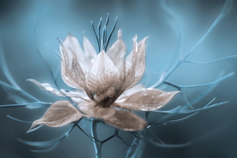 *Nigella* by Mandy Disher — canvas wall art