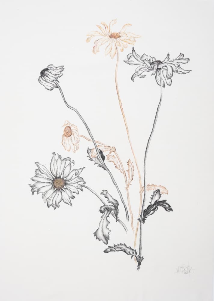 Elegant Fading Daisies by Mette Rix — canvas wall art