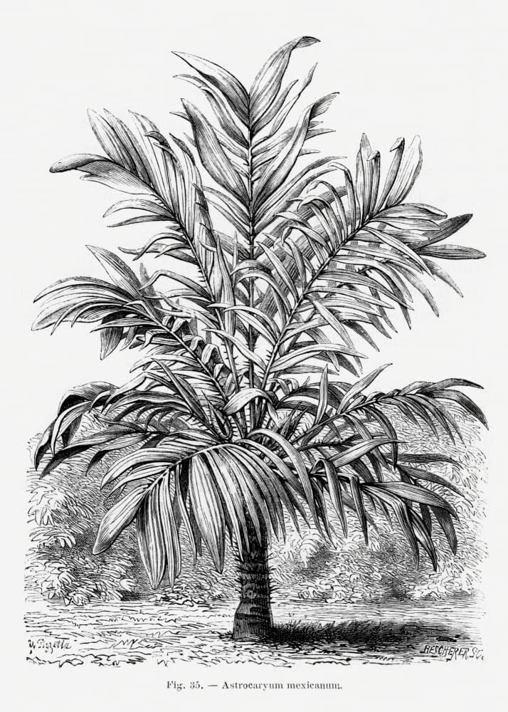 Vintage Palm Tree Drawing Ix by Les Palmiers Histoire Iconographique — canvas wall art