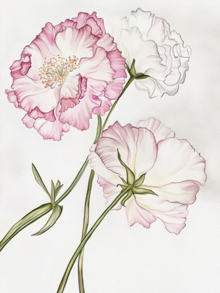 Delicate Pink Blooms by Bilge Paksoylu — canvas wall art