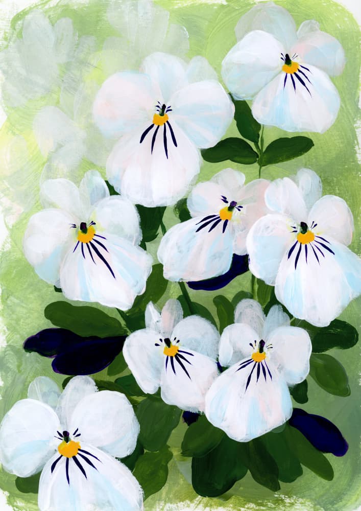 Delicate White Pansies by Rosana Laiz Blursbyai — canvas wall art