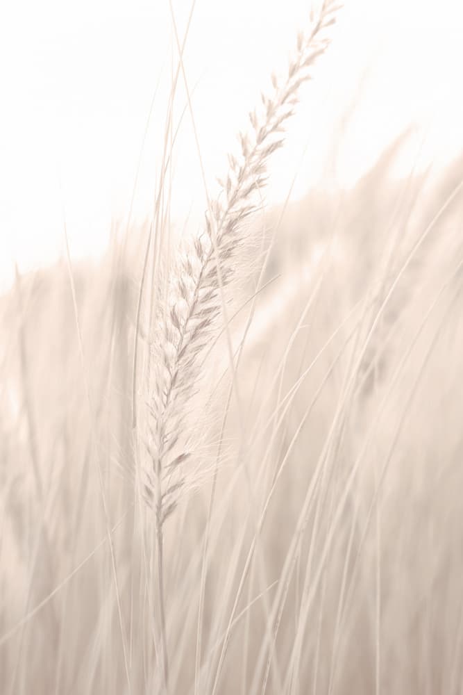 Soft Summer Grass by Old Artists Studio III — canvas wall art